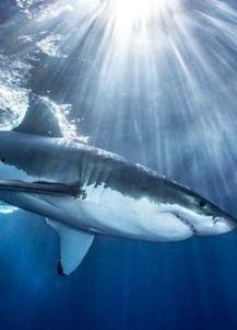 鲨鱼爆料吴楚涵视频大全,吴楚涵视频大全揭秘幕后真相  第1张